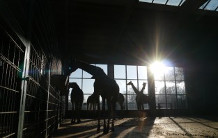 Giraffe Tierpark